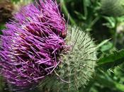 Cirse laineux (Cirsium eriophorum)