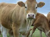 lait artificiel fera-t-il disparaître vaches bientôt