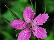 Œillet arméria (Dianthus armeria)