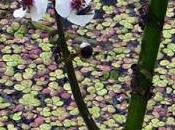 Sagittaire feuilles flèche, Flèche d'eau (Sagittaria sagittifolia)