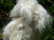 Linaigrette vaginée (Eriophorum vaginatum)