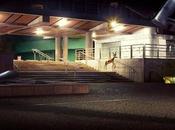 animaux errants photographe Samuel Guigues