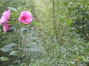 Hibiscus moscheutos 'Solène'