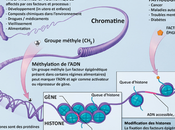 #trendsincancer #cancer #épigénomique L’extraordinaire épigénomique cancer penser autrement codage classique promoteur