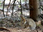 Petit lièvre curieux...