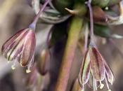 champs (Allium oleraceum)