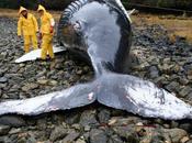 Sous mers, cacophonie humaine assomme cétacés