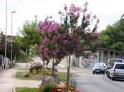 Lagerstroemia indica