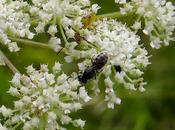 Persil libanotis (Libanotis pyrenaica)