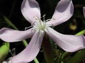 Saponaire officinale (Saponaria officinalis)