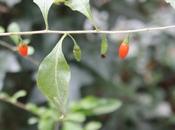 Korean Big, c'est bien Lycium barbarum