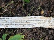 Pseudocydonia sinensis