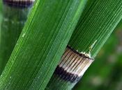 Prêle d'hiver (Equisetum hyemale)