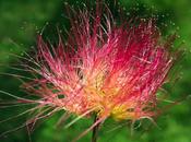 Arbre soie (Albizia julibrissin)