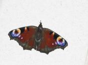 Inachis l'hivernation commencé