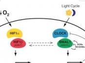 EXERCICE: muscles répondent mieux certains moments journée Cell Metabolism