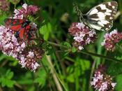 Origan, Marjolaine sauvage (Origanum vulgare)
