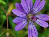 Géranium Pyrénées (Geranium pyrenaicum)
