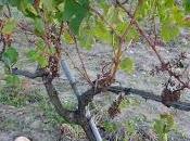 comment tailler vigne