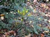 Mahonia 'Soft Caress'