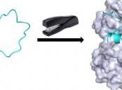 CANCER: Agrafer protéine pour traiter sans limite durée Chemical Biology