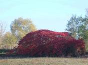 Rhus typhina, feux l'automne