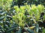 Arbre arbuste persistant: pittosporum