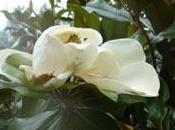 grand arbre persistant fleuri: magnolia grandiflora.