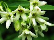 Dompte-venin officinal (Vincetoxicum hirundinaria)