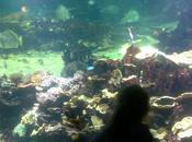 L’Aquarium Nausicaa famille