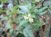 Arbutus andrachnoides, première arbouse