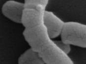 PSO, DERMATITE: bactérie peau secrète l'antioxydant Scientific Reports