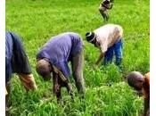 revenu minimum garanti pour révolution agricole africaine