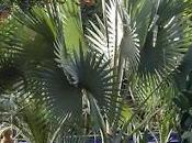 palmier Bismarck feuilles argentées