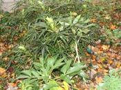 Hellébores, mahonias, préparent leur floraison