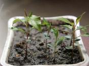 Pyrus caucasica, bébé étincelant