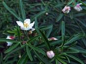 Oranger mexique (Choisya dewitteana)