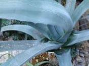 L'agave plante succulente pour rocaille sèche