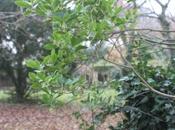 Arbutus unedo redécouvre soleil