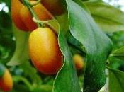 agrume peau comestible: kumquat