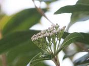 viornes d'hiver préparent