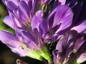 Luzerne cultivée (Medicago sativa subsp. sativa)