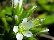 Céraiste aggloméré (Cerastium glomeratum)