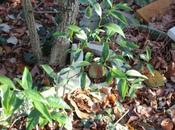 Thomasville, agrume délicieux pour l'Ile France