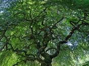 Hêtre tortillard, Faux Verzy (Fagus sylvatica tortuosa)