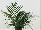 diplomatie avec fleurs (Taryn Simon)