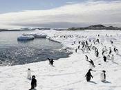 Non, manchots sont morts Antarctique cause d’un iceberg
