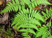 Polypode calcaire (Gymnocarpium robertianum)