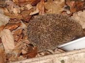 curieuse hibernation hérisson