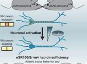 AUTISME: protéine suffit expliquer Molecular Cell